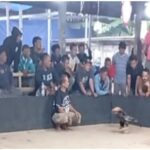 Judi Sabung Ayam Patemon