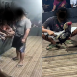 Judi Sabung Ayam, Mranggen Demak